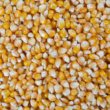 Popcorn 50# bag